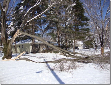 Big tree limb down on the property